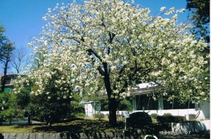 特D・桜・別所沼公園・ウコンザクラ