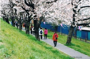 特J・桜区鴨川堤桜公園遊歩道